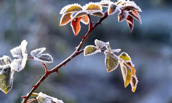 Заморозки в низких областях Украины
