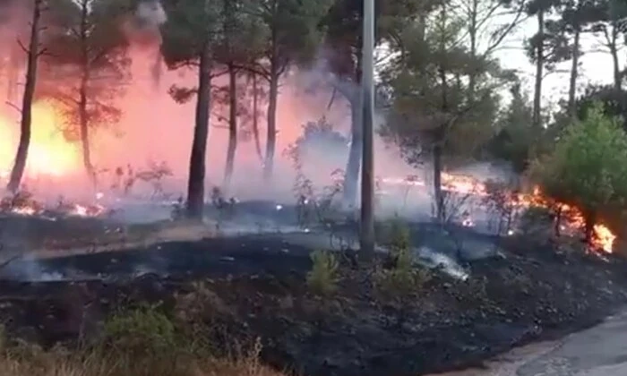 Пожежа у лісі в Туреччині
