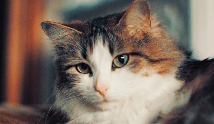 Ген FBXW7 и рак у кошек