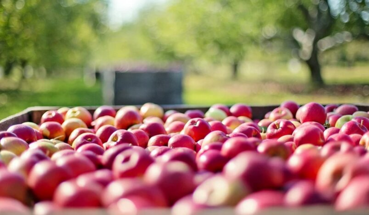 Цена на яблоки выше за год