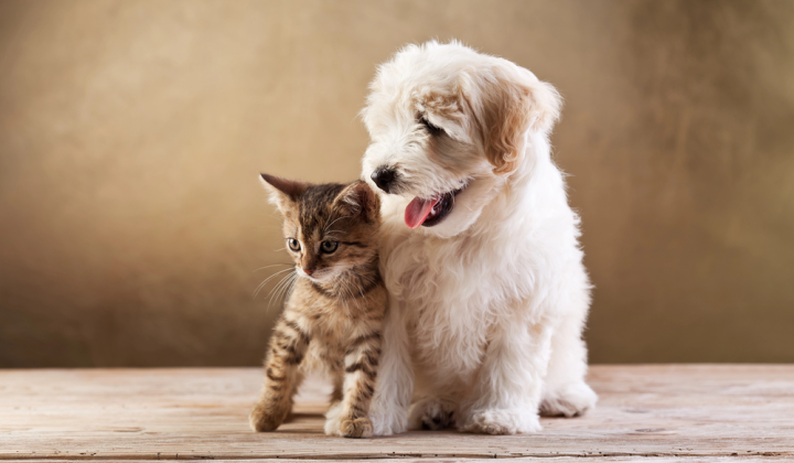 Дослідження поділило Європу на Dogberia та Catdinavia