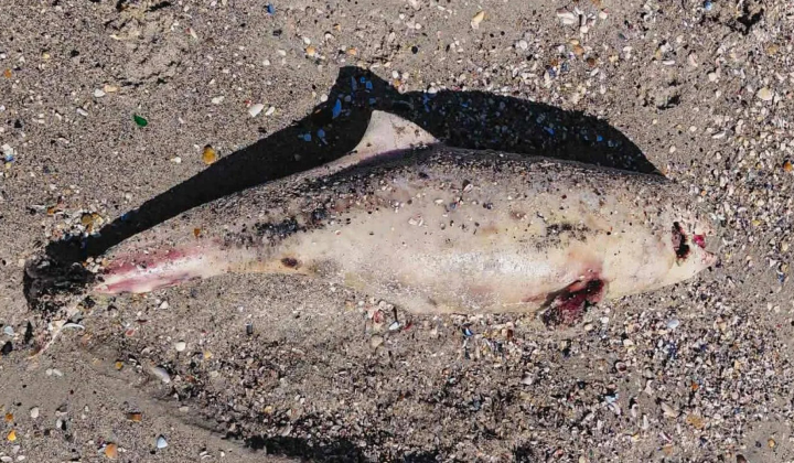 Dolphins in the Black Sea dying from war
