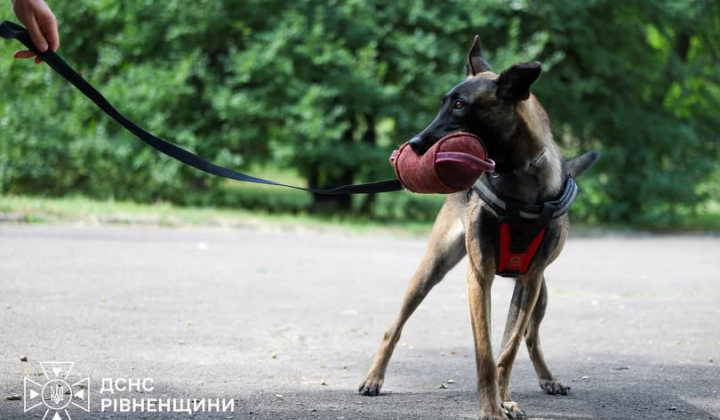 Кінологи демонструють службових собак