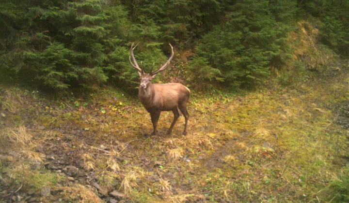 25 noble deer wintering