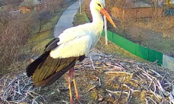 Лелека Грицько підлетів до свого гнізда