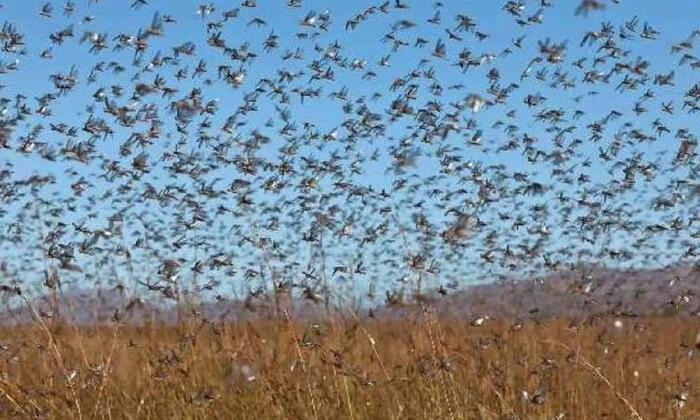 Сарани в Україні: науковець пояснює