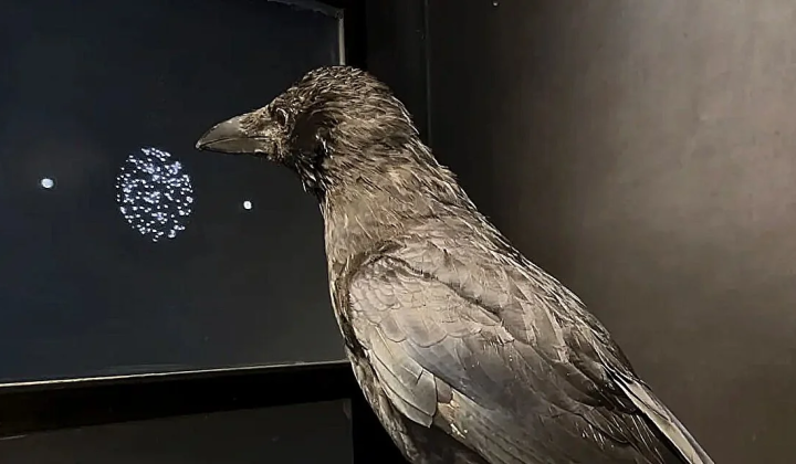 Tübingen Study Reveals Crows Make Visual Decisions Twice as Fast as Humans and Apes