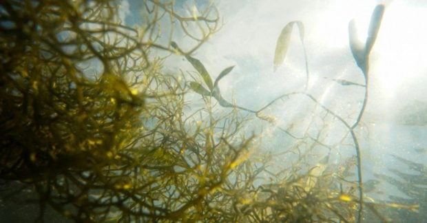 Caribbean beach covered in sargassum