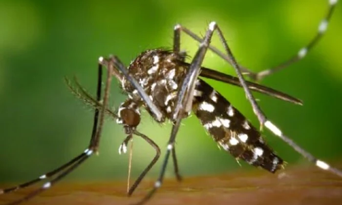 Напад комарів загрожує Німеччині 2025 року