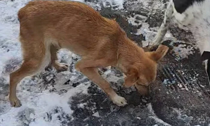 Тіло померлої власниці з собаками