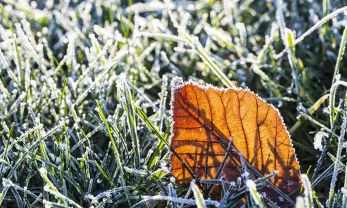 Прогнозовані заморозки в Україні