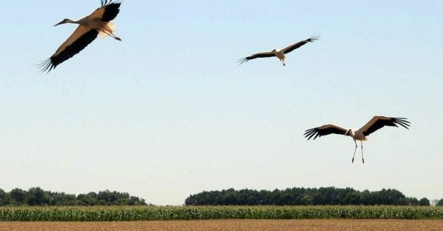 Білі лелеки відлітають до Африки