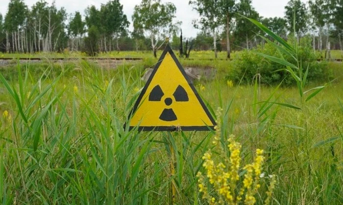 В Чернобыльской зоне пасутся необычные коровы