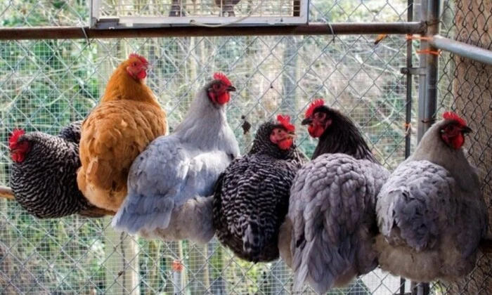 Курятник во дворе многоэтажки на Хмельниччине