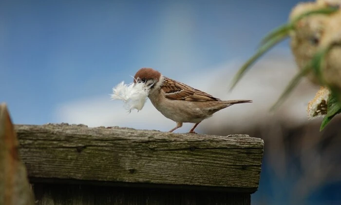 Сучасні забудови витісняють горобців