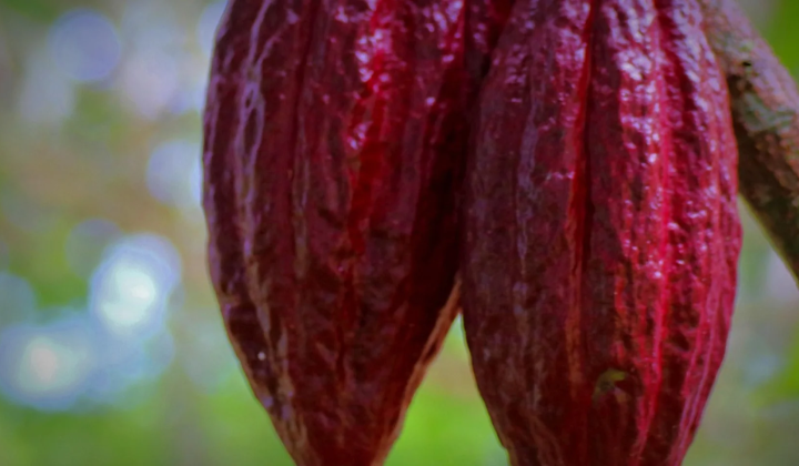 Four unknown genetic lines of cocoa