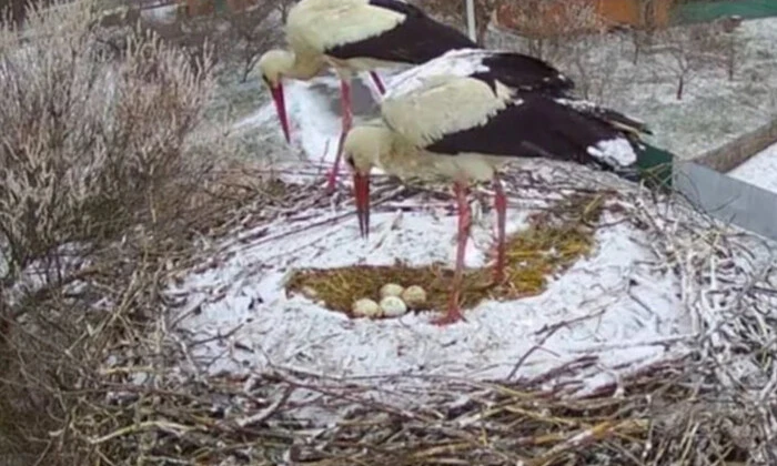 Гнездо аиста Одарки и Грицика покрыто снегом