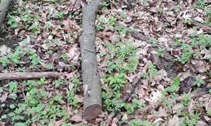 Ветка граба изъята исполнительной службой