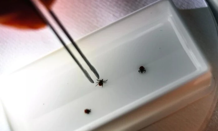 Dangerous ticks at Turkey's resorts