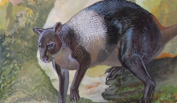 Giant kangaroo in New Guinea