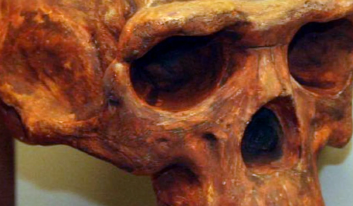 Скам'янілість Homo erectus, віком 2 млн років
