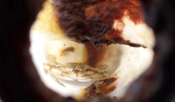 Crab lived in a bottle for two months