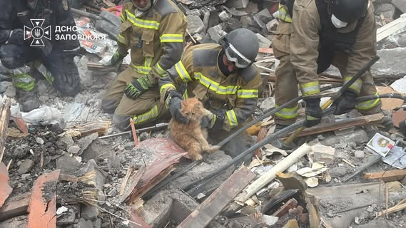 Rescuers saved cat Vusya