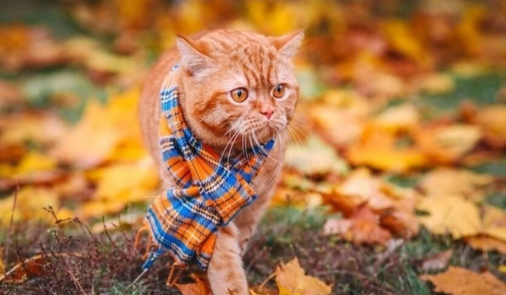 Meteorologist Didenko warns about the first frosts