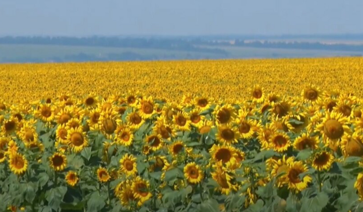 Соняшник цінова лихоманка історичні максимуми