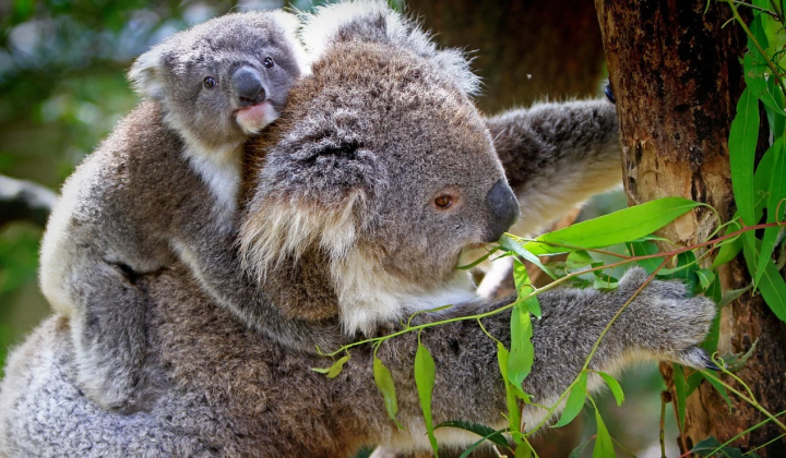 Koalas survived after climate crisis