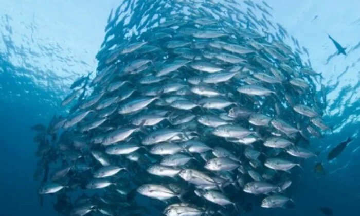 Мертвая рыба в океане через 25 лет