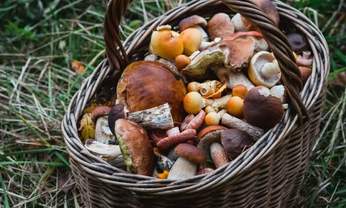 Збір грибів в лісі – лісовий квиток