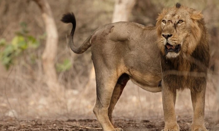 Азіатські леви з'їли дітей в Індії