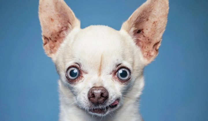 People disrupting dogs' sleep early