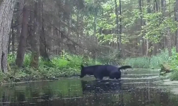 Рідкісні чорні вовки у польському лісі