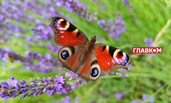 Погода на 18 червня: без опадів