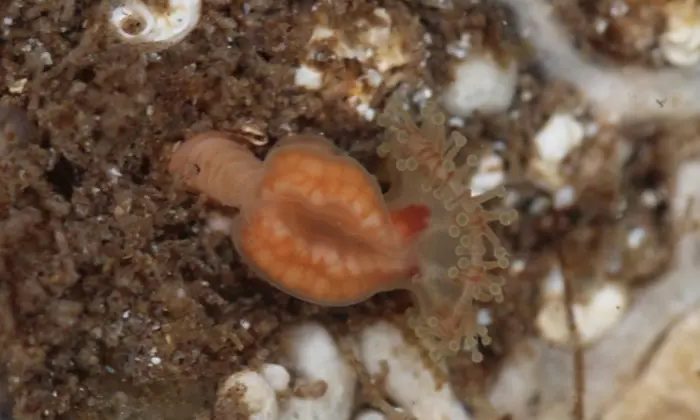 Найдена сущность, считавшаяся вымершей