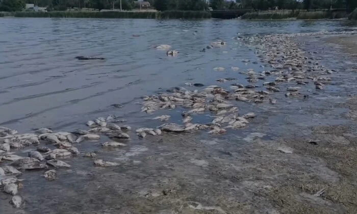 Массовое убийство рыбы на Днепропетровщине: опасность для людей