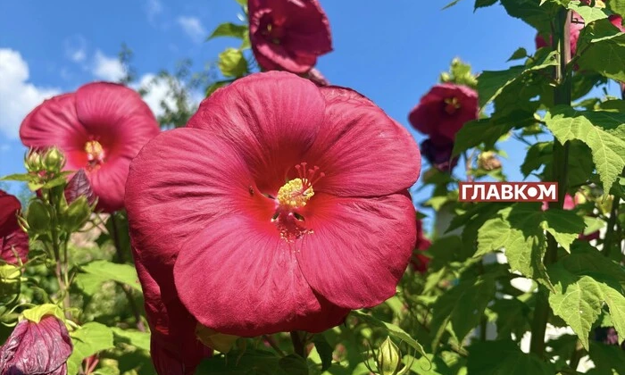 Сонячна погода в Україні 19 серпня