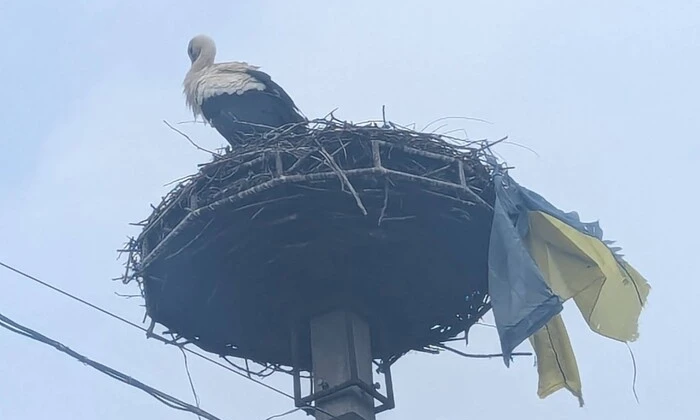 Лелека с флагом Украины в гнезде