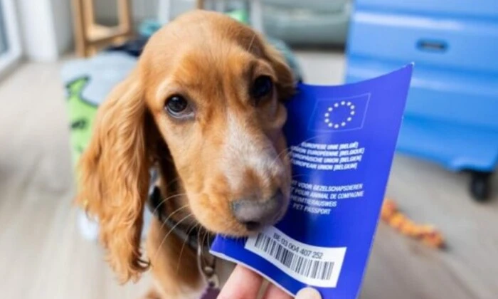 Кошка и собака в Европарламенте