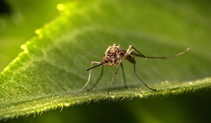 Mosquitoes bite people unevenly
