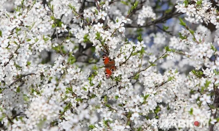 Прогноз погоды в Украине на май