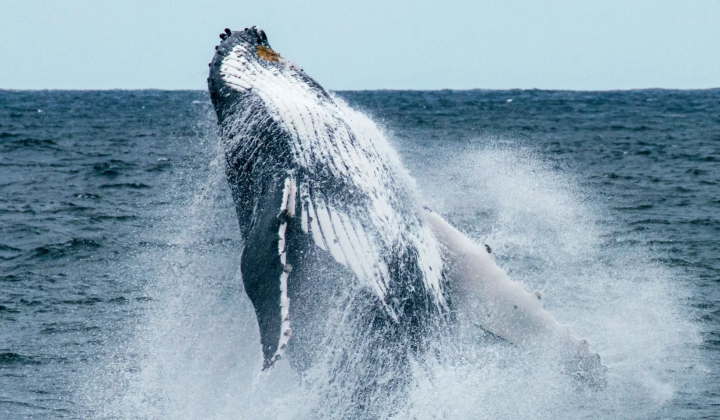 Fewer whales due to ocean waves