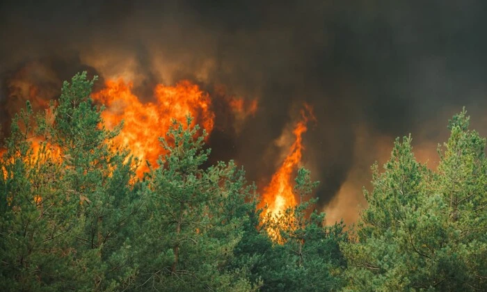 Боротьба з лісовою пожежею на Донеччині