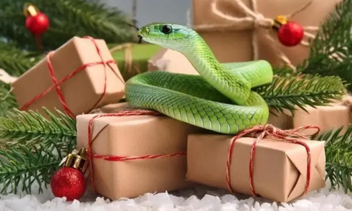 Кольорова палітра для Нового 2025 року