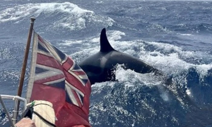 Косатки атакуют яхты в Испании