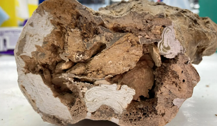 Dinosaur fossil with collagen