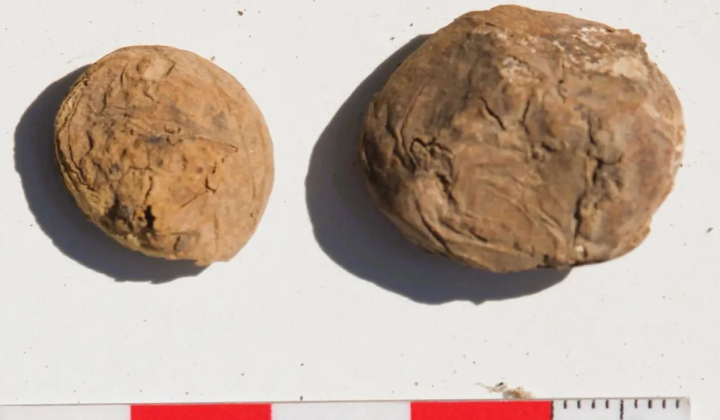 Sublimated Inca potatoes 500 years old