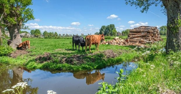 Волонтери працюють на іспанській фермі ARREA